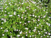 Phyla nodiflora